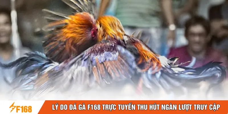 Lý do đá gà F168 trực tuyến thu hút ngàn lượt truy cập
